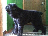русский черный терьер, щенки. Кобели для вязки - <ro>Изображение</ro><ru>Изображение</ru> #9, <ru>Объявление</ru> #394076