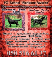 Предлагаем щенков лабрадора - <ro>Изображение</ro><ru>Изображение</ru> #1, <ru>Объявление</ru> #449504