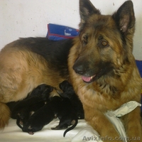 Чистокровные ,высокопородные щенки немецкой длинношерстной овчарки - <ro>Изображение</ro><ru>Изображение</ru> #4, <ru>Объявление</ru> #533405