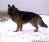 Чистокровные ,высокопородные щенки немецкой длинношерстной овчарки - <ro>Изображение</ro><ru>Изображение</ru> #3, <ru>Объявление</ru> #533405