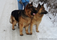 Чистокровные ,высокопородные щенки немецкой длинношерстной овчарки - <ro>Изображение</ro><ru>Изображение</ru> #2, <ru>Объявление</ru> #533405