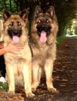 Чистокровные ,высокопородные щенки немецкой длинношерстной овчарки - <ro>Изображение</ro><ru>Изображение</ru> #1, <ru>Объявление</ru> #533405