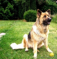 Чистокровные ,высокопородные щенки немецкой длинношерстной овчарки - <ro>Изображение</ro><ru>Изображение</ru> #6, <ru>Объявление</ru> #533405