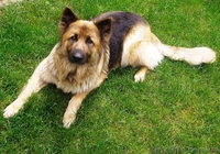 Чистокровные ,высокопородные щенки немецкой длинношерстной овчарки - <ro>Изображение</ro><ru>Изображение</ru> #5, <ru>Объявление</ru> #533405