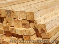 Лиственница сибирская Ужгород Украина - <ro>Изображение</ro><ru>Изображение</ru> #6, <ru>Объявление</ru> #153198