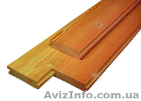 Лиственница сибирская Ужгород Украина - <ro>Изображение</ro><ru>Изображение</ru> #2, <ru>Объявление</ru> #153198