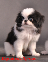  Щенки японского хина.Доставка по Украине… - <ro>Изображение</ro><ru>Изображение</ru> #3, <ru>Объявление</ru> #336544
