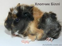 Продам детенышей морских свинок породы розетка-ангора - морские свинки - <ro>Изображение</ro><ru>Изображение</ru> #1, <ru>Объявление</ru> #867193