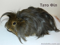 Продам детенышей морских свинок породы розетка-ангора - морские свинки - <ro>Изображение</ro><ru>Изображение</ru> #6, <ru>Объявление</ru> #867193