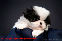  Щенки японского хина.Доставка по Украине… - <ro>Изображение</ro><ru>Изображение</ru> #8, <ru>Объявление</ru> #336544