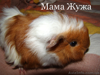 Продам детенышей морских свинок породы розетка-ангора - морские свинки - <ro>Изображение</ro><ru>Изображение</ru> #3, <ru>Объявление</ru> #867193