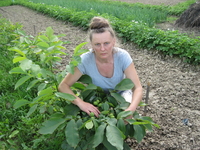 скороплодный  грецкий орех - <ro>Изображение</ro><ru>Изображение</ru> #1, <ru>Объявление</ru> #929367