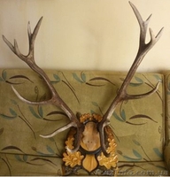 Продам ВЕЛИКУ колекцію мисливських трофеїв: оленя, косулі, лося - <ro>Изображение</ro><ru>Изображение</ru> #1, <ru>Объявление</ru> #946743