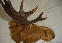 Продам ВЕЛИКУ колекцію мисливських трофеїв: оленя, косулі, лося - <ro>Изображение</ro><ru>Изображение</ru> #2, <ru>Объявление</ru> #946743