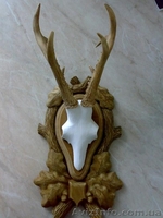 Продам ВЕЛИКУ колекцію мисливських трофеїв: оленя, косулі, лося - <ro>Изображение</ro><ru>Изображение</ru> #3, <ru>Объявление</ru> #946743