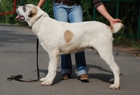 Подрощеный щенок среднеазиатской овчарки (алабай) - <ro>Изображение</ro><ru>Изображение</ru> #2, <ru>Объявление</ru> #957400