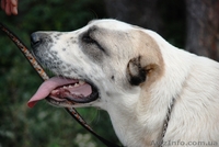 Подрощеный щенок среднеазиатской овчарки (алабай) - <ro>Изображение</ro><ru>Изображение</ru> #3, <ru>Объявление</ru> #957400