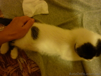 Вислоухий мальчик - <ro>Изображение</ro><ru>Изображение</ru> #3, <ru>Объявление</ru> #943258