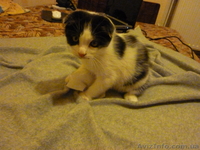 Вислоухий мальчик - <ro>Изображение</ro><ru>Изображение</ru> #4, <ru>Объявление</ru> #943258