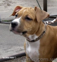 Щенки АСТ.Документы КСУ. Питомник Gloria Way. - <ro>Изображение</ro><ru>Изображение</ru> #1, <ru>Объявление</ru> #663630