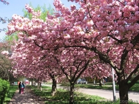 Майский SPA-тур в Закарпатье – 2015 - <ro>Изображение</ro><ru>Изображение</ru> #2, <ru>Объявление</ru> #1221343