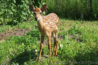 Майский тур в Закарпатье – 2015 - <ro>Изображение</ro><ru>Изображение</ru> #3, <ru>Объявление</ru> #1221345