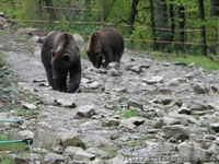 Экскурсия на Синевир «Жемчужины Межгорья» - <ro>Изображение</ro><ru>Изображение</ru> #8, <ru>Объявление</ru> #1277969