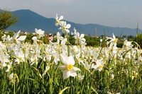 Экскурсия «Изюминки Хустщины – термальные источники, олени и сыр» - <ro>Изображение</ro><ru>Изображение</ru> #1, <ru>Объявление</ru> #1274822