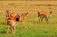 Экскурсия «Изюминки Хустщины – термальные источники, олени и сыр» - <ro>Изображение</ro><ru>Изображение</ru> #7, <ru>Объявление</ru> #1274822