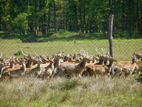 Экскурсия «Изюминки Хустщины – термальные источники, олени и сыр» - <ro>Изображение</ro><ru>Изображение</ru> #9, <ru>Объявление</ru> #1274822