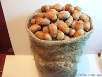 Продам саженцы фундука(орешника,лесного ореха,лещины) - разных сортов. - <ro>Изображение</ro><ru>Изображение</ru> #3, <ru>Объявление</ru> #1509005