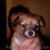 Продам 4 щенки чихуахуа - <ro>Изображение</ro><ru>Изображение</ru> #1, <ru>Объявление</ru> #1514640