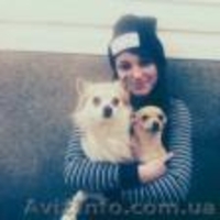 Продам 4 щенки чихуахуа - <ro>Изображение</ro><ru>Изображение</ru> #5, <ru>Объявление</ru> #1514640