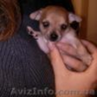 Продам 4 щенки чихуахуа - <ro>Изображение</ro><ru>Изображение</ru> #3, <ru>Объявление</ru> #1514640