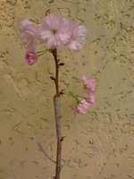 Продам. Сакура (Японская вишня) - <ro>Изображение</ro><ru>Изображение</ru> #1, <ru>Объявление</ru> #1654106