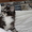 Котята  породы мейн  кун - <ro>Изображение</ro><ru>Изображение</ru> #2, <ru>Объявление</ru> #7310
