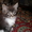 Котята  породы мейн  кун - <ro>Изображение</ro><ru>Изображение</ru> #3, <ru>Объявление</ru> #7310