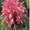 саженцы- комнатных растений - <ro>Изображение</ro><ru>Изображение</ru> #4, <ru>Объявление</ru> #280329
