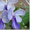 саженцы- комнатных растений - <ro>Изображение</ro><ru>Изображение</ru> #2, <ru>Объявление</ru> #280329