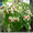 комнатные растения почтой - <ro>Изображение</ro><ru>Изображение</ru> #2, <ru>Объявление</ru> #280343