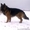 Чистокровные ,высокопородные щенки немецкой длинношерстной овчарки - <ro>Изображение</ro><ru>Изображение</ru> #3, <ru>Объявление</ru> #533405