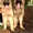 Чистокровные , высокопородные щенки немецкой длинношерстной овчарки #533405