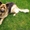 Чистокровные ,высокопородные щенки немецкой длинношерстной овчарки - <ro>Изображение</ro><ru>Изображение</ru> #5, <ru>Объявление</ru> #533405