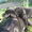 Щенки лабрадора 1,5 месяца - <ro>Изображение</ro><ru>Изображение</ru> #6, <ru>Объявление</ru> #660849