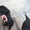Щенки лабрадора 1,5 месяца - <ro>Изображение</ro><ru>Изображение</ru> #3, <ru>Объявление</ru> #660849