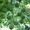скороплодный  грецкий орех - <ro>Изображение</ro><ru>Изображение</ru> #2, <ru>Объявление</ru> #929367