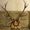Продам ВЕЛИКУ колекцію мисливських трофеїв: оленя,  косулі,  лося #946743