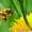 Пчелопакеты карпатской пчелы и пчелиные матки.Есть в наличии! Доставка - Изображение #1, Объявление #1242896