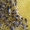 Продаж бджоломаток карпатки з відправкою по Україні - <ro>Изображение</ro><ru>Изображение</ru> #2, <ru>Объявление</ru> #1625037