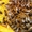 Продаються бджоломатки карпатка, Червеньово - <ro>Изображение</ro><ru>Изображение</ru> #3, <ru>Объявление</ru> #1683604